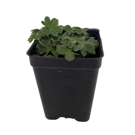 Dwarf Lady's Mantle Perennial - Alchemilla - 2.5" Pot - Fairy Garden