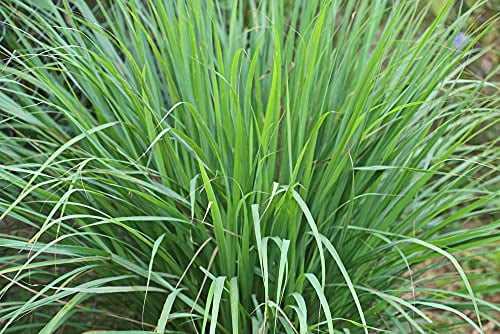 Lemongrass Seeds - 100 Seeds - Easy to Grow Herb - Ships from Iowa, Made in USA - Grow Lemon Grass