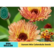 50 Seeds | Sunset Mix Calendula Seeds - Authentic Seeds - Perennial~ GMO Free ~~Flower seeds ~ Asian Garden~ Herbs B5G1 #H004