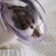 thumbnail image 1 of unbranded Bozal Compacto Morado Para Uso Profesional En Grooming Y Alimentación, 1 of 8