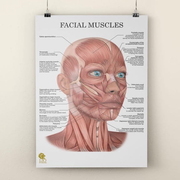 Anatomical Face Muscles Poster Facial Anatomy Wall Art Massage & Face Yoga Printable Chart, Unframed Paper Poster 8x10in