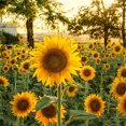 thumbnail image 3 of Whataatahia 25pcs Semillas de Girasol Hogar Jardín Balcón Decoración Aceite Girasol Semillas de Aves, 3 of 7