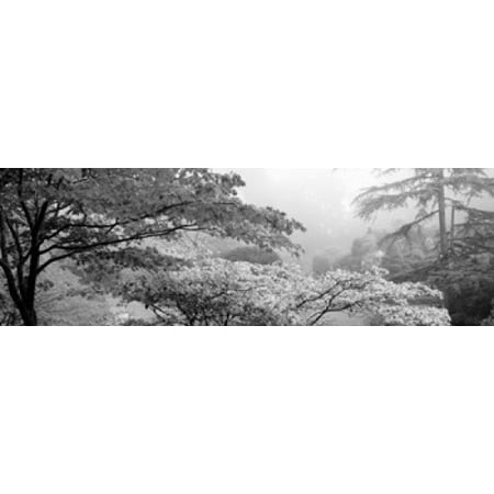 Trees in a garden Butchart Gardens Victoria Vancouver Island British Columbia Canada Canvas Art - Panoramic Images (18 x (Best Month To Visit Butchart Gardens)