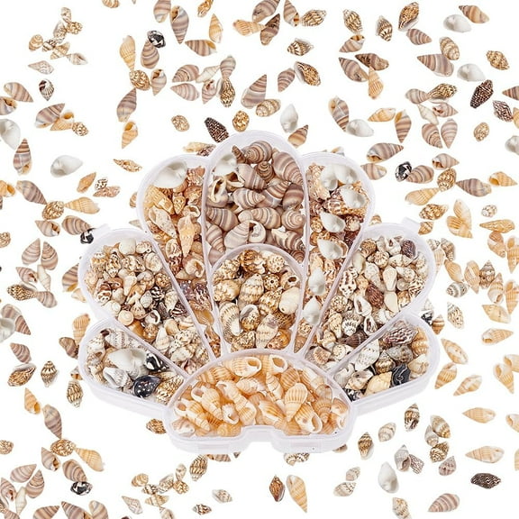 PH 83pcs Natural Cowrie Shell Beads 12~28mm 6 Styles Small Seashells Ocean Cowrie Seashells Undrilled Miniature Shells for DIY Jewelry Craft Wedding Decor Fish Vase Filler colorful