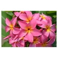 thumbnail image 2 of Hawaiian Plumeria Plant Cuttings Mixed Colors 10" Long Sun 4 Pack, 2 of 8