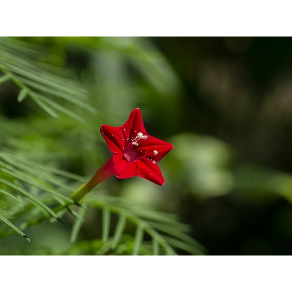 Earthcare Seeds - Cypress Vine 35 Seeds (Ipomoea Quamoclit Pennata) Heirloom - Open Pollinated
