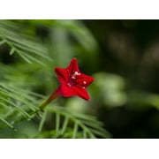 Earthcare Seeds - Cypress Vine 35 Seeds (Ipomoea Quamoclit Pennata) Heirloom - Open Pollinated