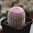 thumbnail image 5 of Rare Red Sun Cactus (Echinocereus rigidissimus) | Colorful Succulent Plant - 3" flowerpot, 5 of 6