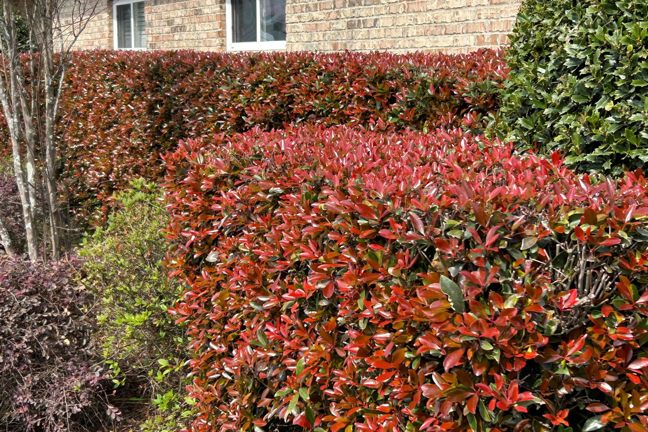 Southern Living LeAnn Cleyera Live Shrub in 3-Gallon Grower Pot