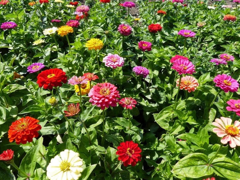 30 Zinnia Seeds - Dahlia Flowered Mixture - Zinnia - Flower Mix for Planting