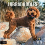 Labradoodles 2022 Hangable Wall Calendar - 12" x 24" Opened - Thick & Sturdy Paper - Giftable -
