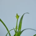 thumbnail image 5 of Expert Gardener Purple De Oro Daylily (2.5 Quart) Prolific Flowering Perennial - Full Sun Live Outdoor Plant, 5 of 7