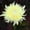 White, variant on Outdoor Solar Garden Stake Lights,Solar Chrysanthemum Flower LED Lights,Waterproof LED Solar Decorative Powered Lights for Garden Pathway Lawn Yard Cemetery (Yellow,Red,White)