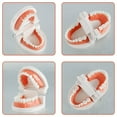 thumbnail image 4 of Teeth Model High Simulation Denture Model Demonstration Model with 28 teeth Brush for Kids Early Teaching Practice, 4 of 10