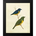 thumbnail image 2 of Cassin 15x18 Black Modern Framed Museum Art Print Titled - Peruvian Tanager I, 2 of 5