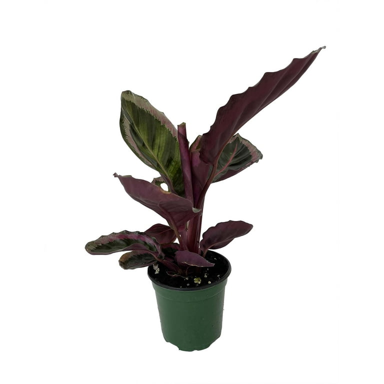 Angela Prayer Plant - Calathea roseopicta 'Angela' - 4" Pot - Walmart.com