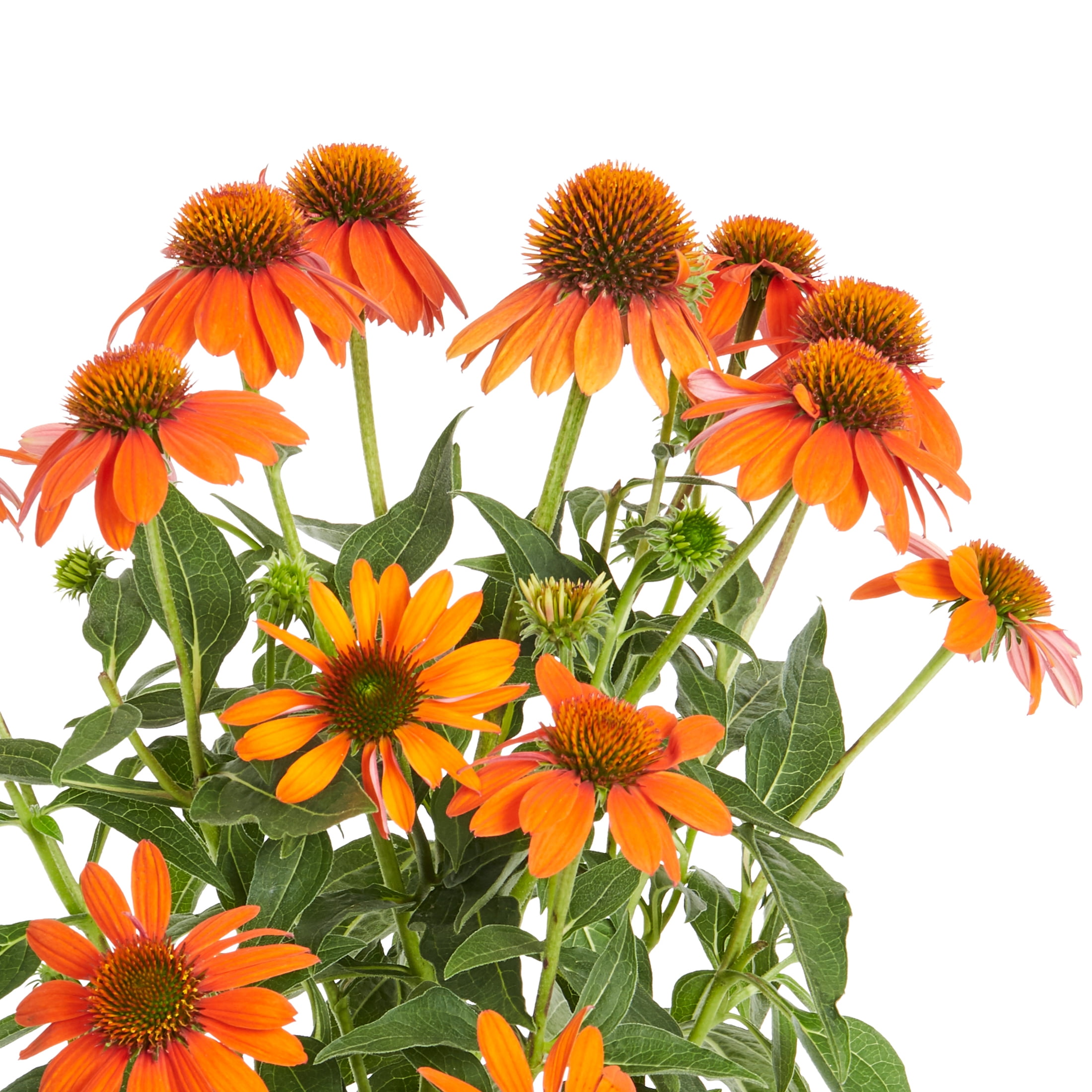 Better Homes & Gardens 2QT Multicolor Echinacea Live Plants (3 Pack) with Grower Pots Full Sun
