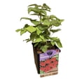 thumbnail image 1 of Premium Raspberry - Fruit 1 per Container Live Plants in 1 Gallon Grower Pots (1 Count) Sun Loving., 1 of 1
