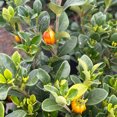 thumbnail image 4 of Kleim's Hardy Gardenia - Gardenia jasminoides 'Kleim's Hardy', 4 of 8