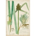 thumbnail image 3 of Descubes, A. 13x18 Black Modern Framed Museum Art Print Titled - Descubes Botanical Grass III, 3 of 5