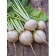 thumbnail image 2 of GSDWIUEW Beet Seeds-Avalanche Beet (200 Seeds)-Organic, Heirloom, Vegetable Seeds, 2 of 3