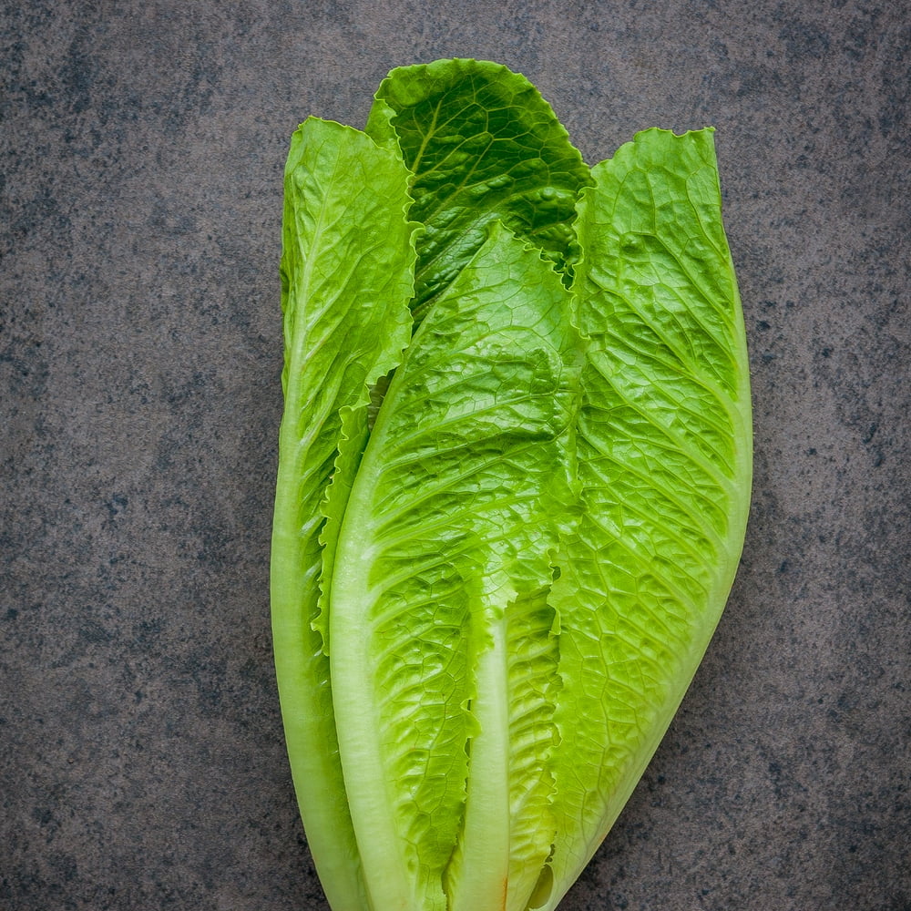 Lettuce Seeds Romaine / COS Dark Green Cos 1 g Packet 900 Seeds