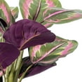 thumbnail image 2 of Vickerman 16" Calathea Roseopicta in Black Pot. This is an aritifical plant in a black plastic pot., 2 of 3