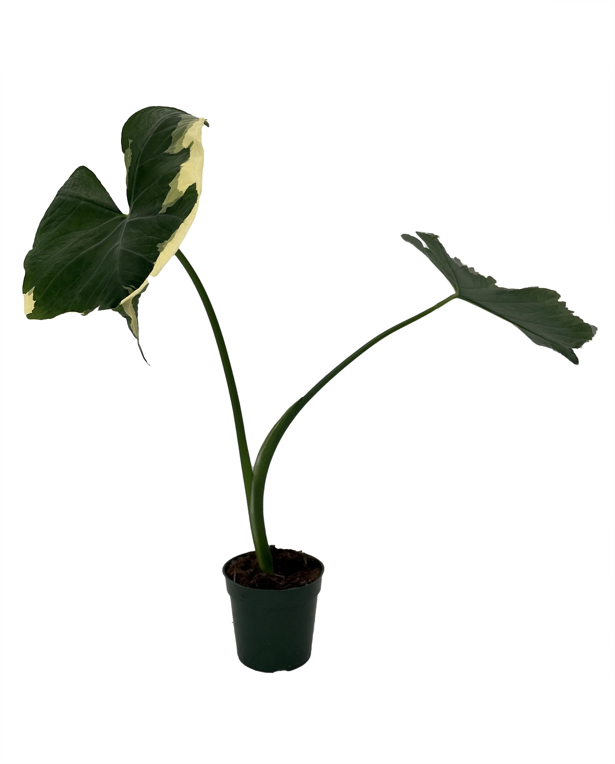 dieffenbachia camille care Dieffenbachia Camille