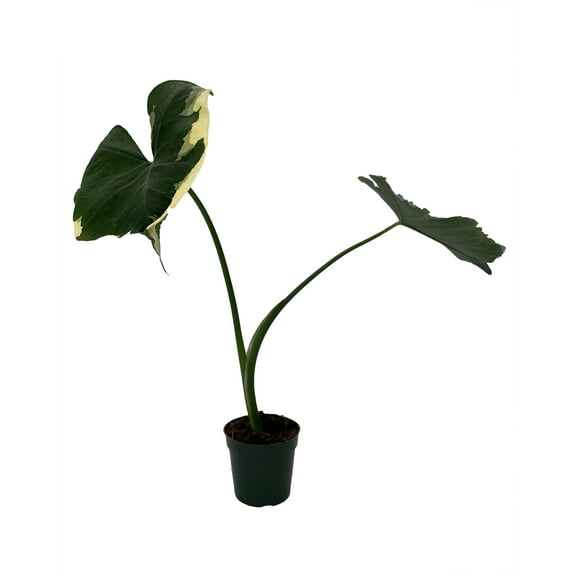 Mickey Mouse Upright Elephant Ear - Alocasia Xanthosoma  - 4" Pot