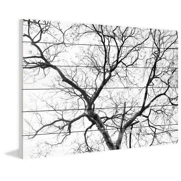 Parvez Taj Pt-Wnpw- 111 - Ww - 45, 30" x 45" "Black Branches" Art Print On White Wood