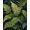 Green, Pattern 2, variant on Flatwoven High Traffic Area Rug, Summer Rainforest With Exotic Flora Motifs, Non Slip, Stain Resistant, Washable Area Rugs for Living Room, Bedroom(Green, 3X5)