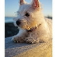 thumbnail image 2 of CafePress - West Highland Terrier Puppy On Wood Sherpa Fleece - Sherpa Fleece Throw Blanket 60" x 50", 2 of 5
