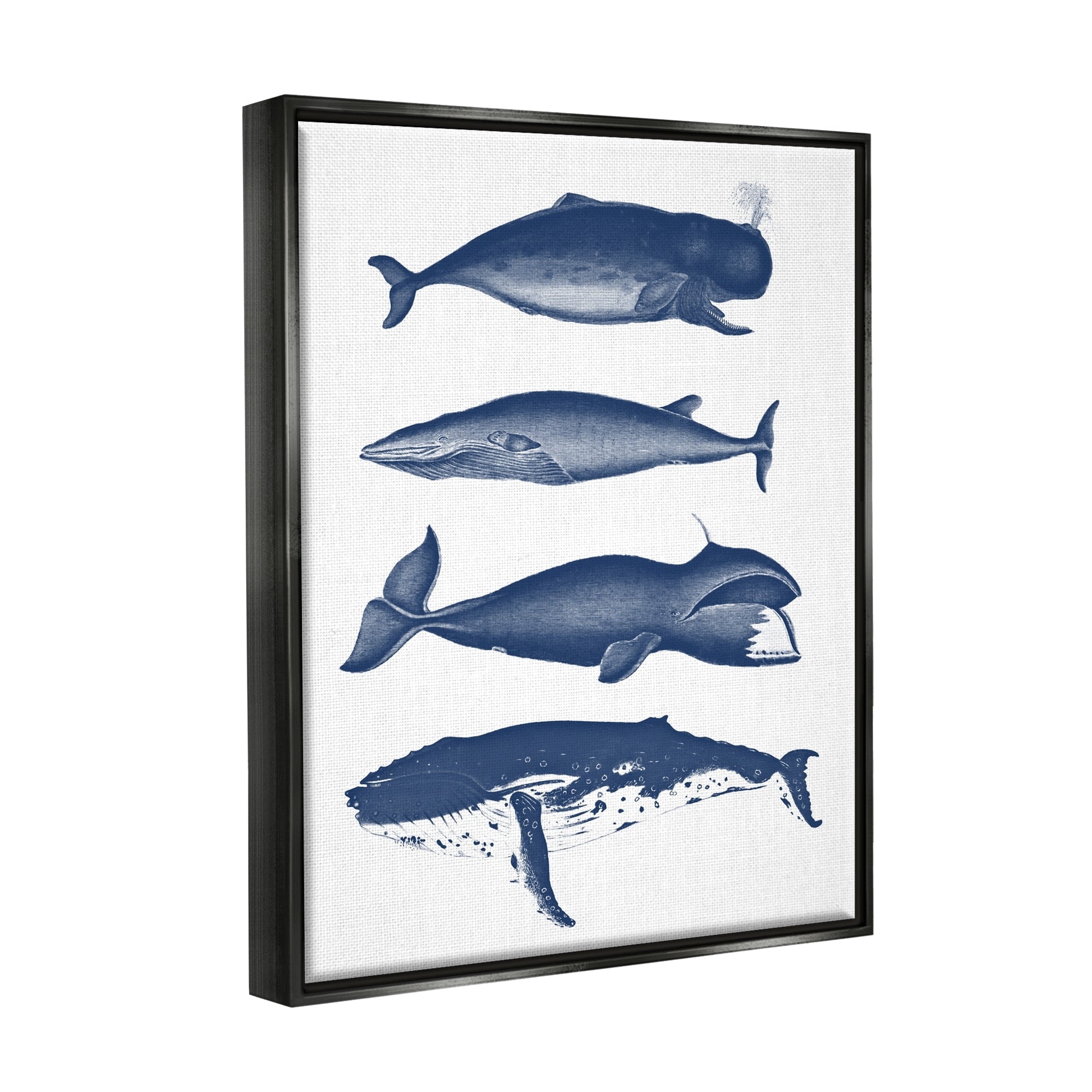 Stupell Industries Various Whales Types Sea Life Detailed Illustrations Graphic Art Metallic Gold Floating Framed Canvas Print Wall Art, Design by Lettered and Lined