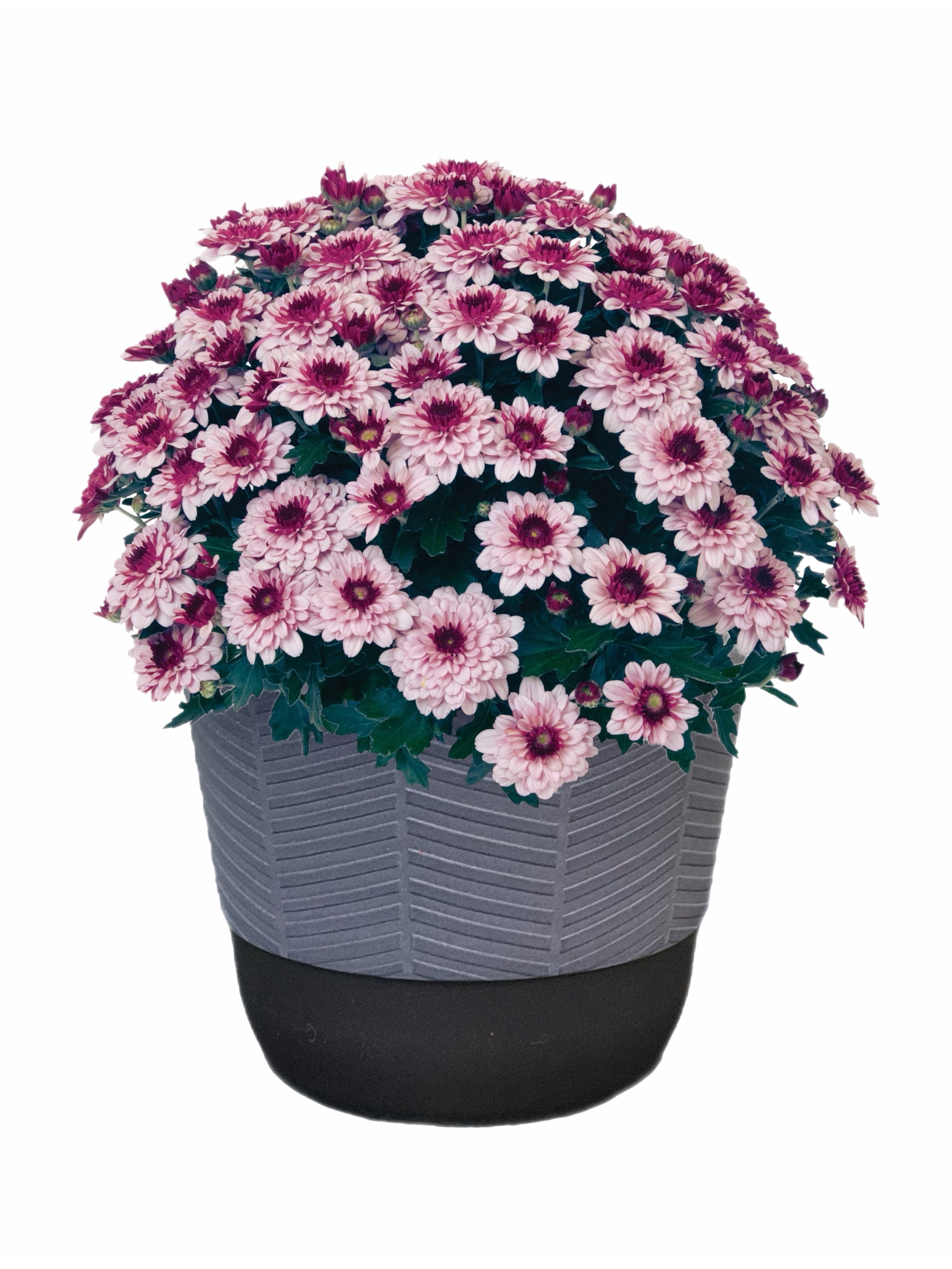 Better Homes & Gardens 1.5G Purple Mum Live Plant in Decorative Pot
