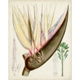 thumbnail image 2 of Curtis  20x24 White Modern Wood Framed Museum Art Print Titled - Delicate Tropicals II, 2 of 4
