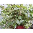 thumbnail image 4 of Grape Ivy - 3 Live Plants in 4 Inch Pots -Cissus Rhombifolia - Beautiful Easy Care Indoor Houseplant Vine, 4 of 5