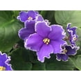 thumbnail image 3 of Optimara African Violet (1 Plant) Live Indoor Flowering Houseplant, 4 Inch Grower's Choice, Assorted Varieties and Colors, 3 of 5
