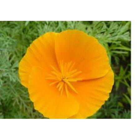 Poppy California Orange Nice Garden Flower 1,000 (Best Gardens In California)