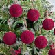 thumbnail image 2 of Colgante De Bolas Navideas Nevadas, Juego De 9 Piezas, De Vidrio, Estilo Tradicional, Para Decorar El Rbol De Navidad, Adorno Navideo, Rojo, Verde Y Azul, Decoracin Para El Hogar Y La, UKHBMC, 2 of 9