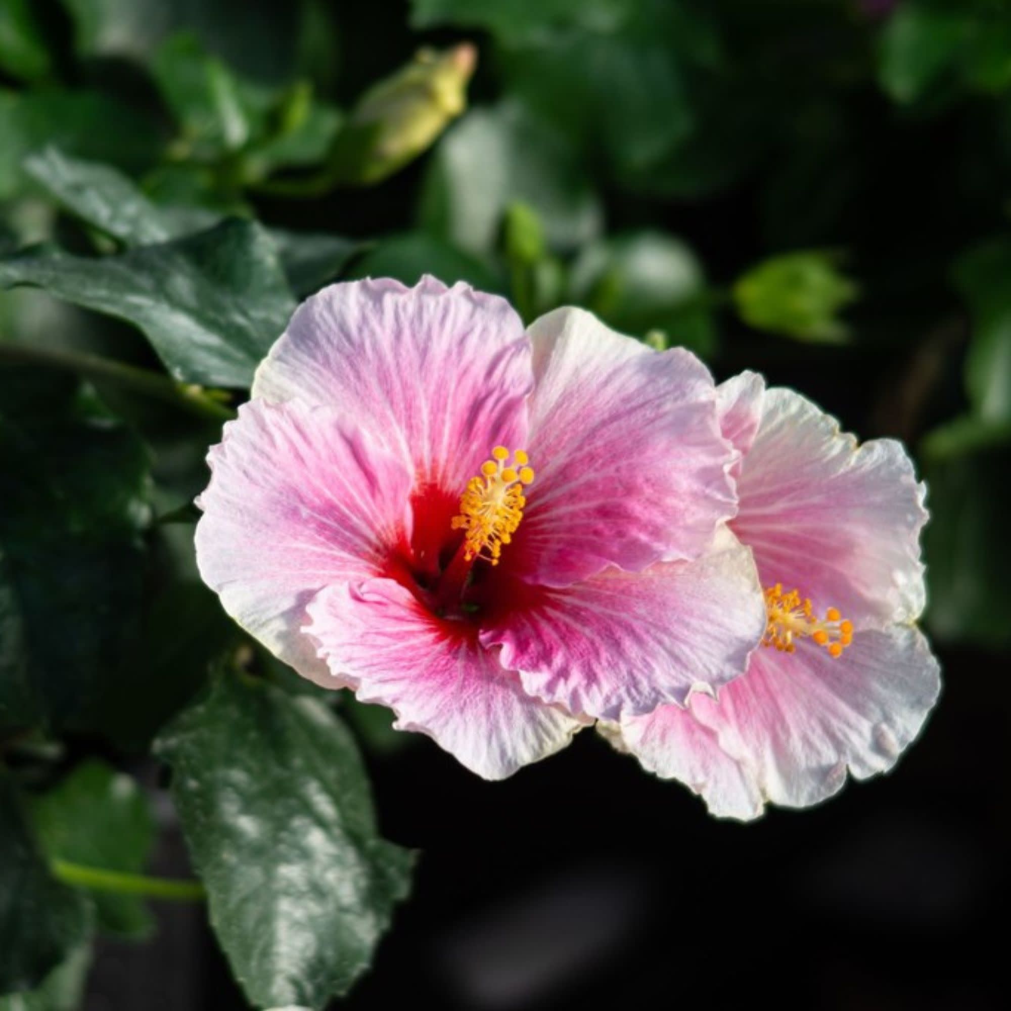 Proven Winners ColorChoice 6" Pink Hollywood Hibiscus America's Sweetheart Tropical Hibiscus Live Plant in 7.5" Pot