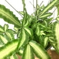 thumbnail image 2 of Silver Ribbon Fern - 3 Live Plants in 4 Inch Grower's Pots - Pteris Cretica - Exotic Textured Foliage for Your Home Office Or Garden Space, 2 of 8