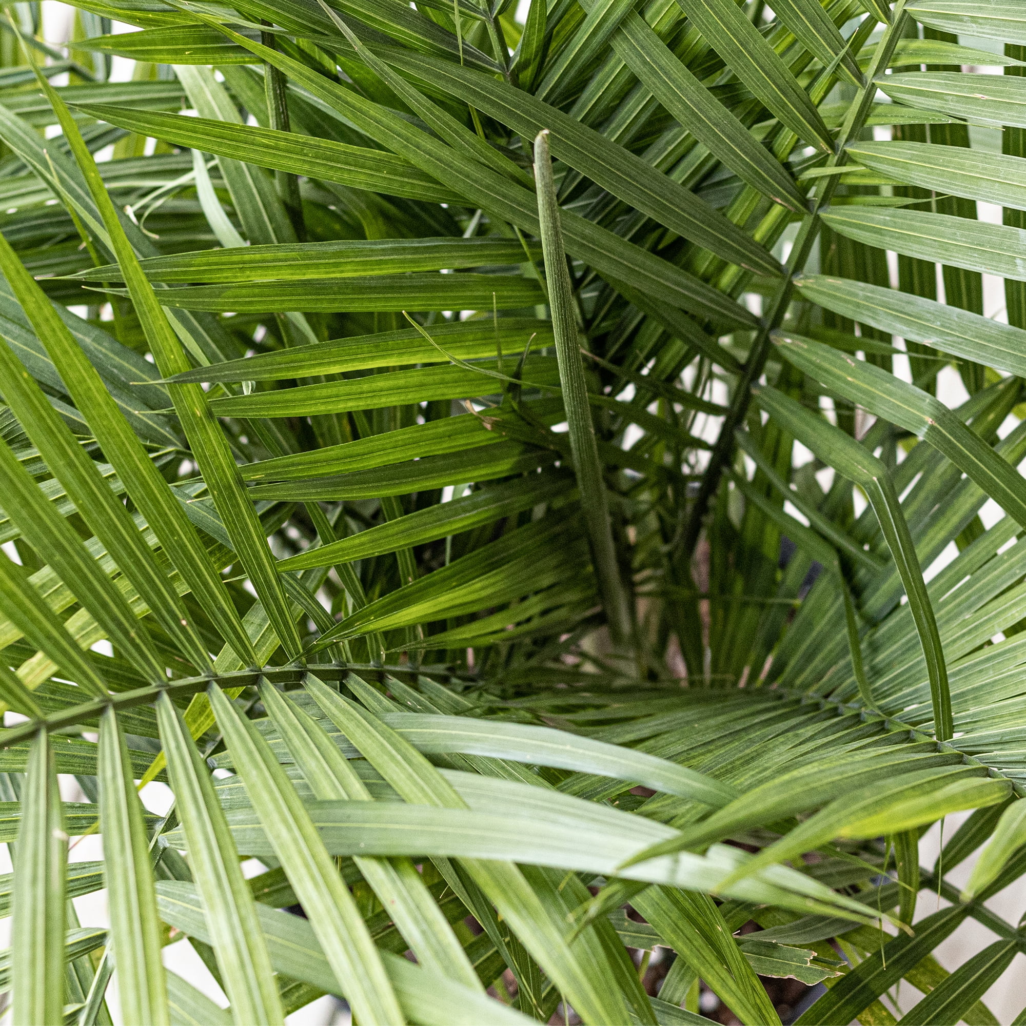 United Nursery Live Majesty Palm Indoor and Outdoor in 10 inch Grower Pot, Requires Medium to Bright Light