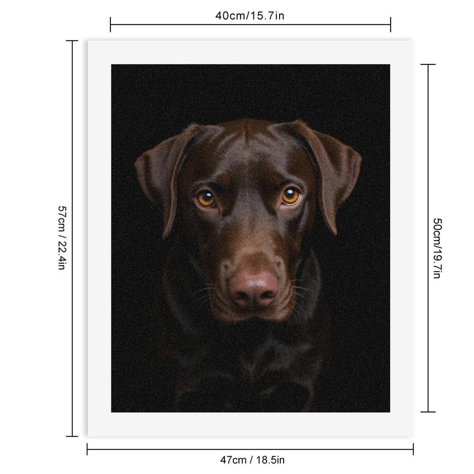 Paint by Numbers Kit for Adults, Chocolate Labrador Gaze Portrait Paint by Numbers, Easy Paint by Numbers Kit for Adults Beginner, DIY Adult Paint by Number Kits on Canvas, Home Decor