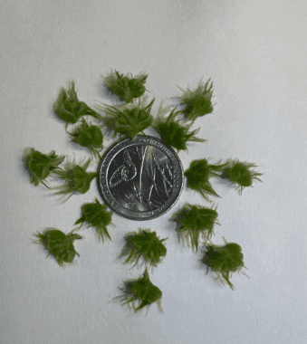 6 Kind Of Live Floating Aquarium Plants Combo for Fish Tank, Freshwater Aquarium Floating Plants Pack, Easy Live Aquatic Plants for Betta Shrimp Goldfish Tank