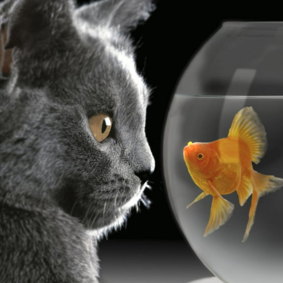 Art.com Cat Looks at Goldfish in Bowl Photographic Print, 24" x 24"