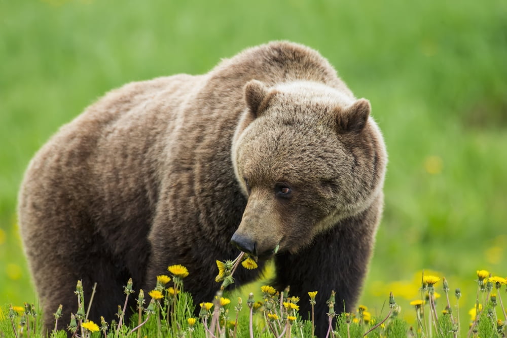 A Brown Bear Forages On Dandelions Alsek-Tatenshini National Park Accessable From The Haines To Haines Junction Section Of The Alaska Highway SpringYukon Canada Canvas Art - John Hyde Design Pics (38