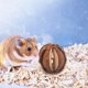 thumbnail image 5 of piezas de juguetes para masticar para hámster, juguetes para mascotas, juego de madera, conejillo de indias, mordedor, accesorios para animales pequeños con campana para conejos, 5 of 6