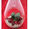 Hanging Teardrop Live Living Stone Terrarium Kit -2.5" x 4.5" Glass