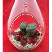 Hanging Teardrop Live Living Stone Terrarium Kit -2.5" x 4.5" Glass