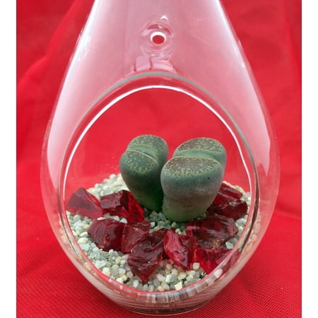 Hanging Teardrop Live Living Stone Terrarium Kit -2.5" x 4.5" Glass